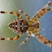 Mystikken omkring orange bavian tarantellen: Myter og sandheder om denne fascinerende edderkop